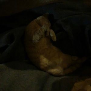 Meet your Posher, Joyanne